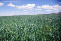 Kaber farm, Crops in the field 041 thumbnail