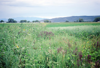 Kaber farm, Field crops 034 thumbnail