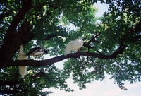 Kaber farm, Volunteers and animals 009 thumbnail