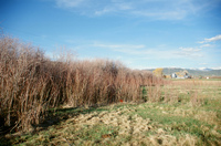 Landscapes and cattle 012 thumbnail