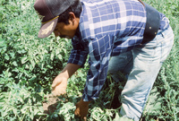 Picking and selling peas 010 thumbnail