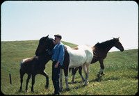 Man petting horses thumbnail