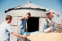 Kaber farm, Grain harvest 036 thumbnail