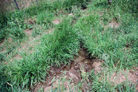 Montoya farm, Irrigating fields 012 thumbnail