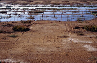 Pt. Mugu Wetlands thumbnail