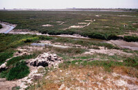Pt. Mugu Wetlands thumbnail