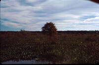 Wetland Salt Marsh: Honey Island Swamp thumbnail