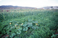 Kaber farm, Crops in the field 033 thumbnail