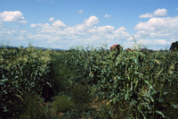 San Luis Valley farms 056 thumbnail