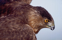 Accipiter cooperii thumbnail