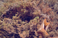 Pt. Mugu Wetlands thumbnail