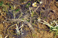 Bufo exsul thumbnail