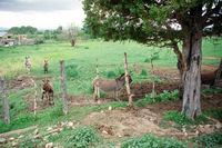 Lake Carrico 022 thumbnail