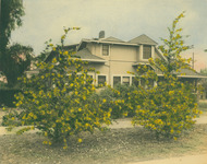 Flannel bushes near a house thumbnail