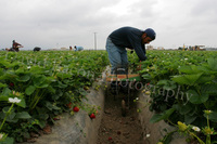 Strawberry Workers in Oxnard thumbnail