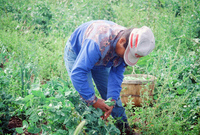 Kaber farm, Harvesting peas 043 thumbnail