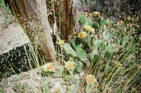 River, plants and mountains 008 thumbnail