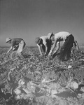 [Incarcerees from Los Angeles pulling beets in field near Milliken, Colorado] thumbnail