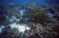 Algal community at Bird Rock ~20' thumbnail