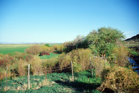 Horses and irrigation ditch 010 thumbnail