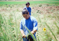Kaber farm, Weed whacking 011 thumbnail