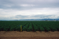 Sunny Valley Inc, Potato farm and processing 036 thumbnail