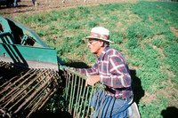 Kaber farm, Potato harvest 003 thumbnail