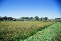 Montoya farm, Woodpile and the Rio Grande 018 thumbnail