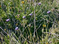Dichelostemma capitatum thumbnail