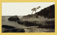 Cypress Point, Monterey. Ostrich shape of trees on rocks. thumbnail