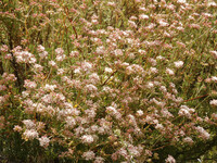 Eriogonum fasciculatum thumbnail