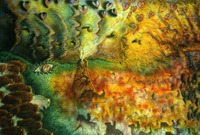 Sunrise Quemazones thumbnail