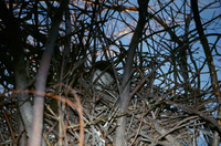 Gallegos farm 029 thumbnail