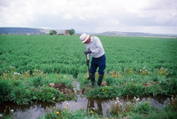 Kaber farm, Irrigating fields 025 thumbnail