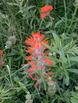 Castilleja foliolosa thumbnail