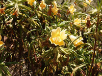 Diplacus aurantiacus thumbnail