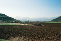 Gallegos farm, Orchards and landscapes 006 thumbnail
