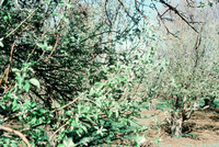 San Luis Valley orchards 010 thumbnail