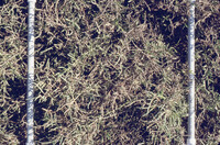 Pt. Mugu Wetlands thumbnail