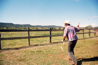 Gallegos farm, Cattle 005 thumbnail