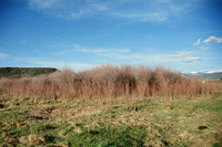 Landscapes and cattle 009 thumbnail