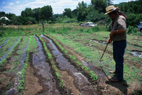 Montoya farm, Irrigating fields 009 thumbnail
