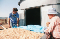 Kaber farm, Grain harvest 041 thumbnail