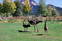 Landscapes and ostrich farm 007 thumbnail