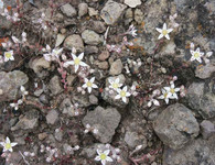 Dudleya blochmaniae thumbnail
