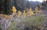 Fall in the Sierras: Quaking Aspens thumbnail