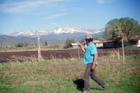 Kaber farm, Crops in the field 055 thumbnail