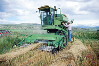 Kaber farm, Threshing winter wheat 002 thumbnail