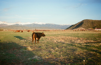 Landscapes and cattle 036 thumbnail