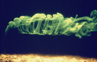 Excurrent siphon plume thumbnail